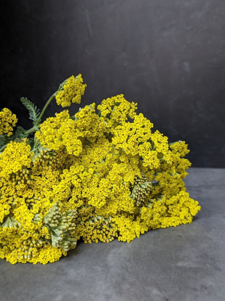 Yarrow-Sassy Summer Lemon