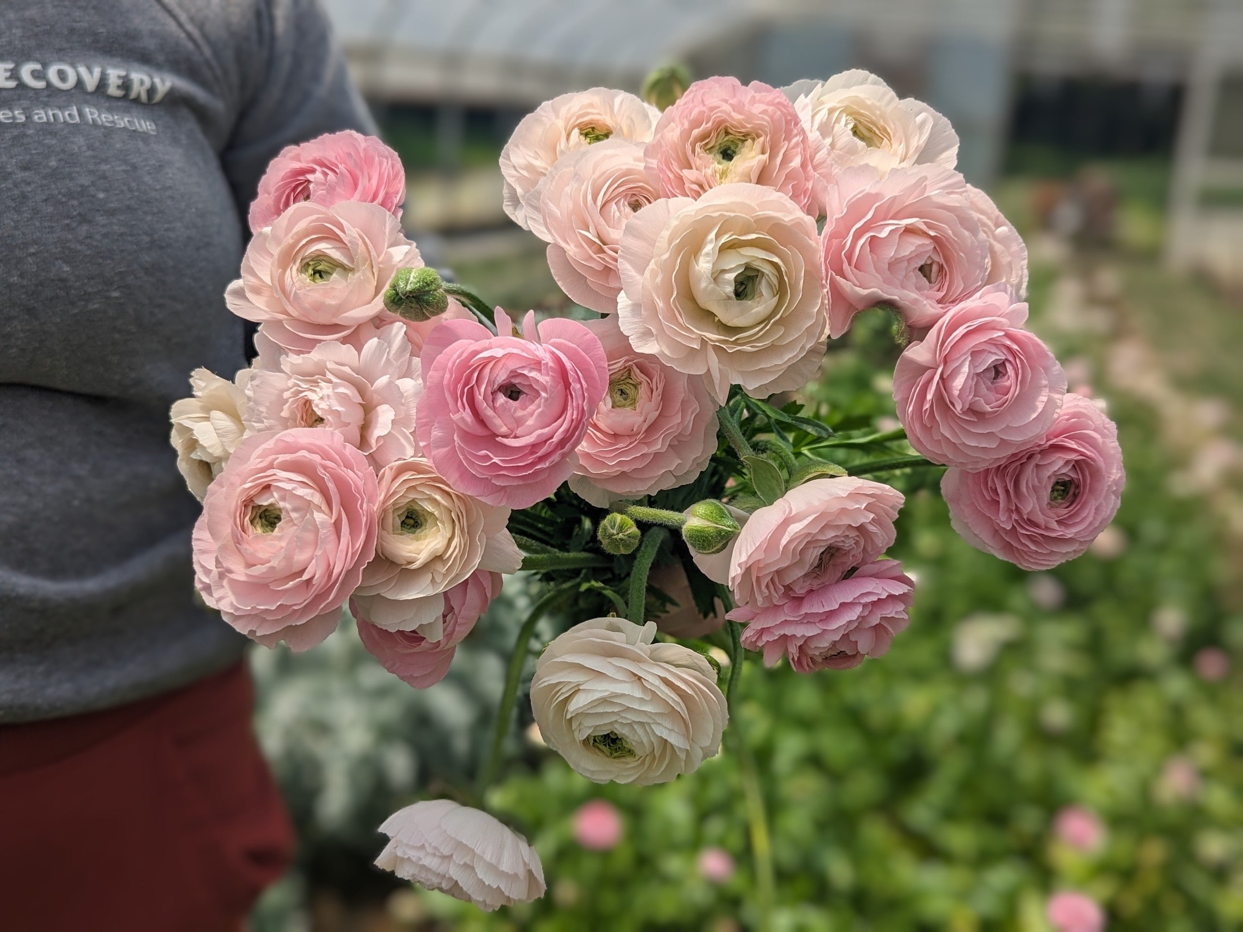 Ranunculus Regular-Chamellow