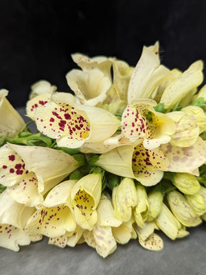 Digitalis-Cream