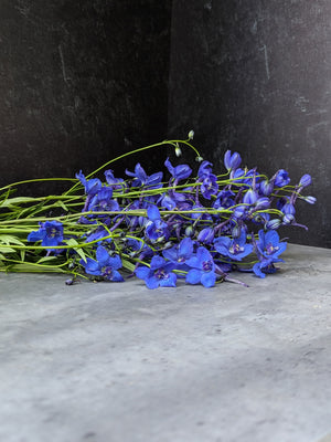 Delphinium-Belladonna Dark Blue