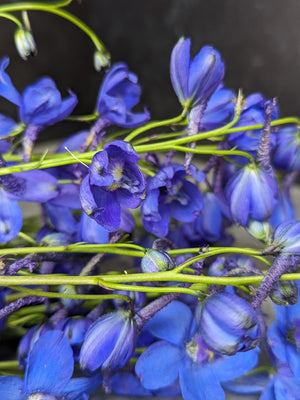 Delphinium-Belladonna Dark Blue