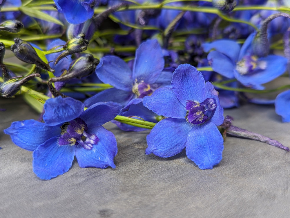 Delphinium-Belladonna Dark Blue