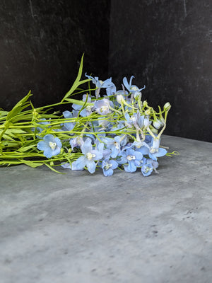 Delphinium-Belladonna Light Blue