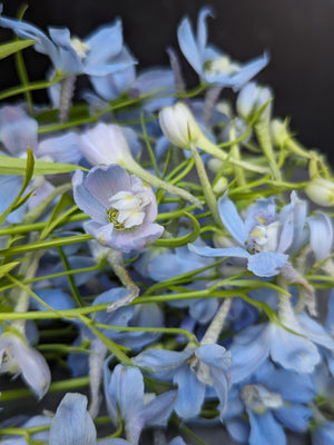 Delphinium-Belladonna Light Blue