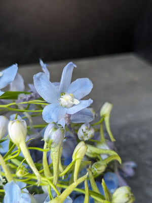 Delphinium-Belladonna Light Blue