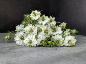 Nigella-White