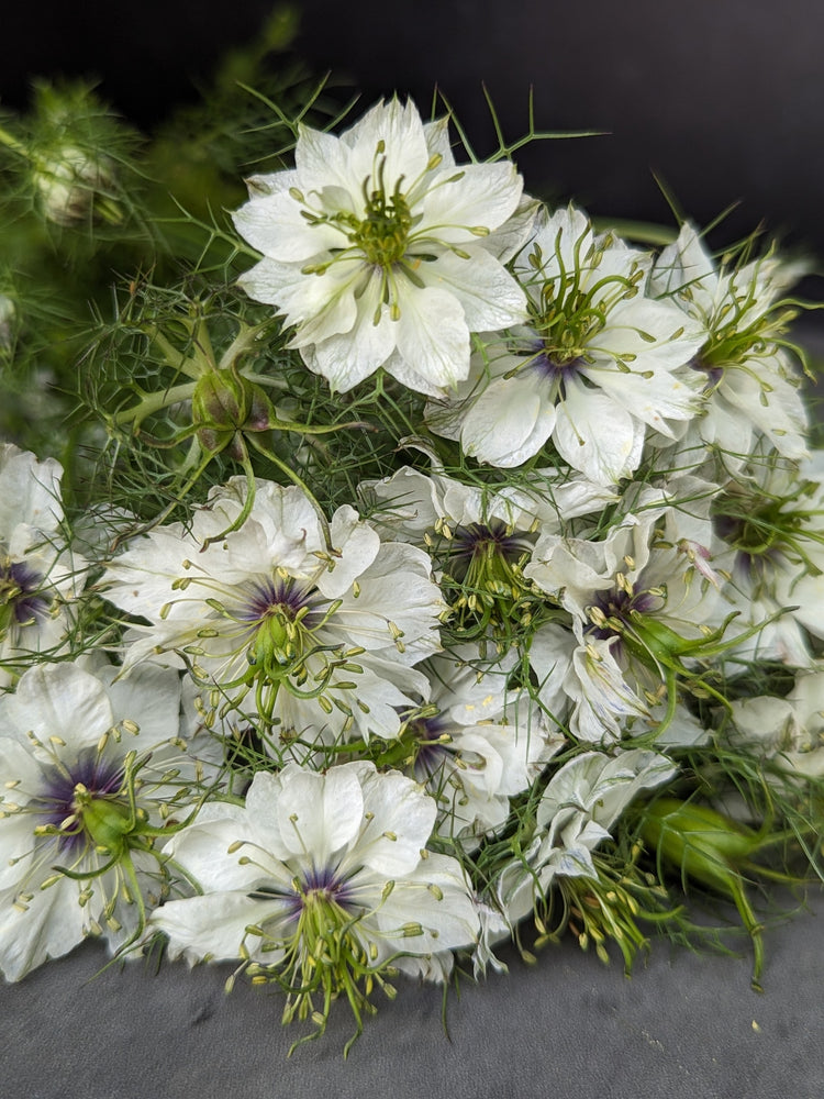 Nigella-White