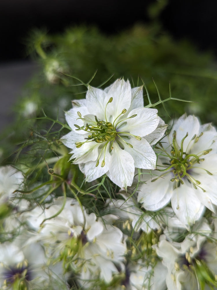 Nigella-White