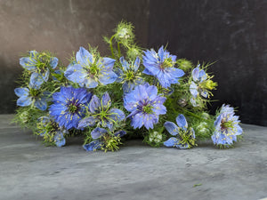 Nigella-Blue