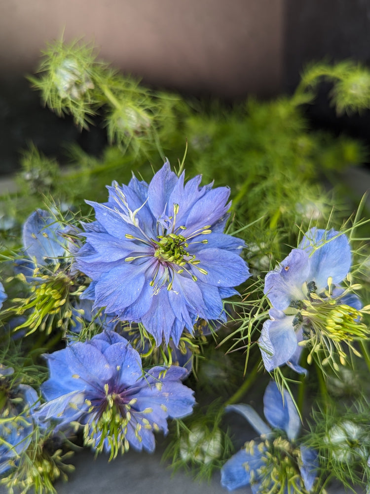 Nigella-Blue