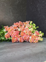 Snapdragon-Butterfly Coral