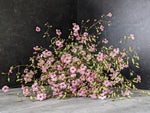 Saponaria-Pink