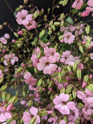 Saponaria-Pink