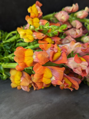 Snapdragon-Potomac Orange