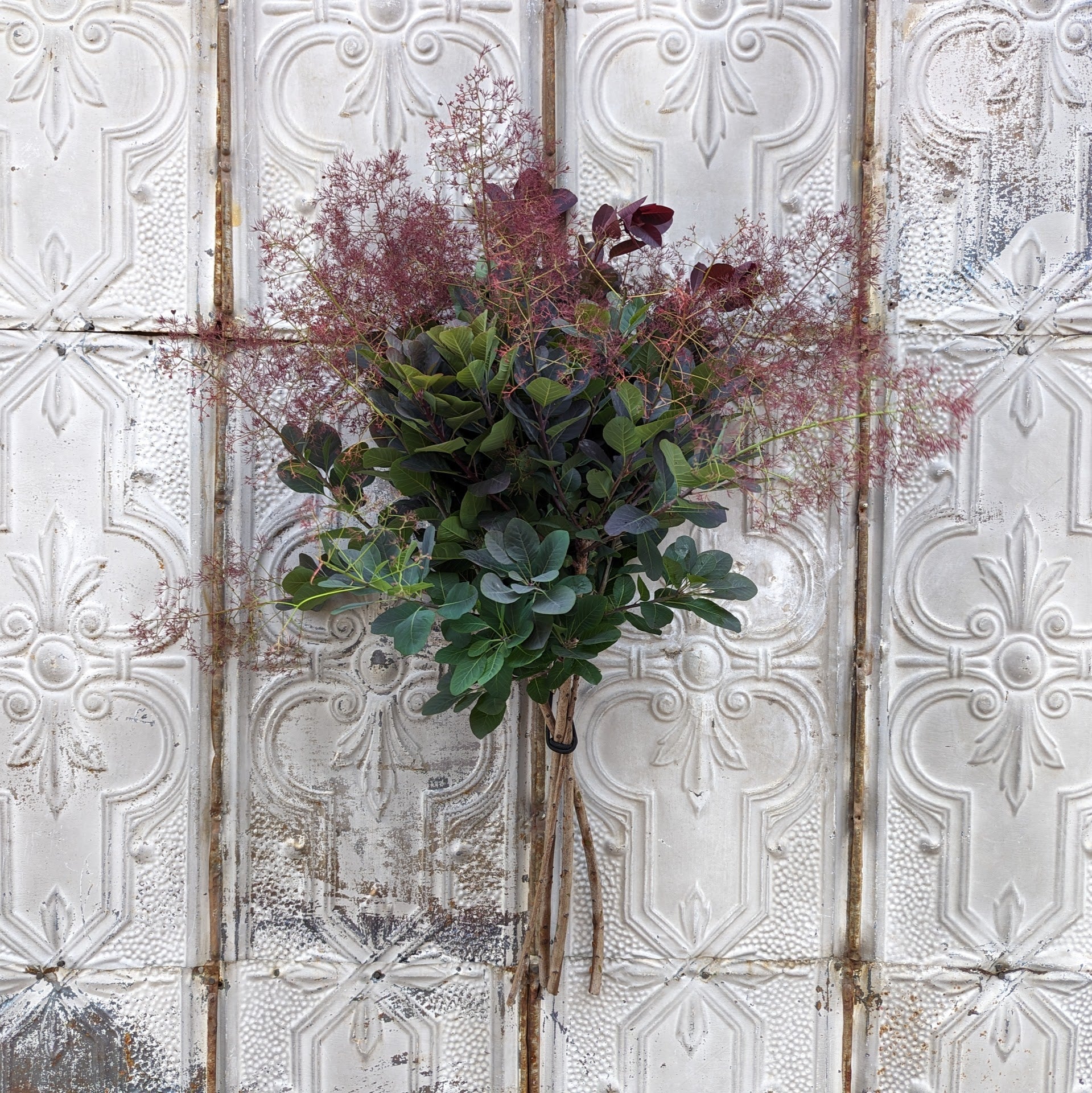 Smokebush with Smoke