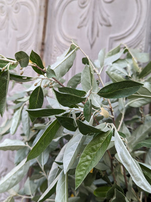 Elaeagnus Foliage