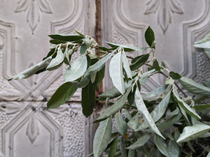 Elaeagnus Foliage