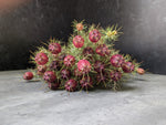 Nigella Pods