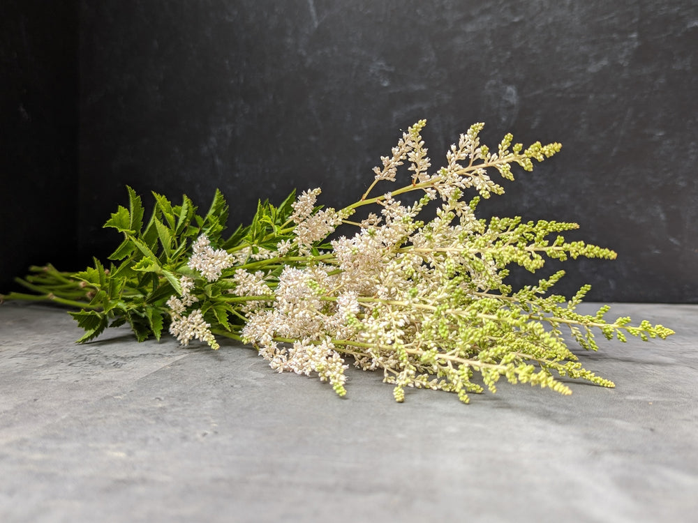 Astilbe-Peach Blossom