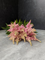 Astilbe-Pink