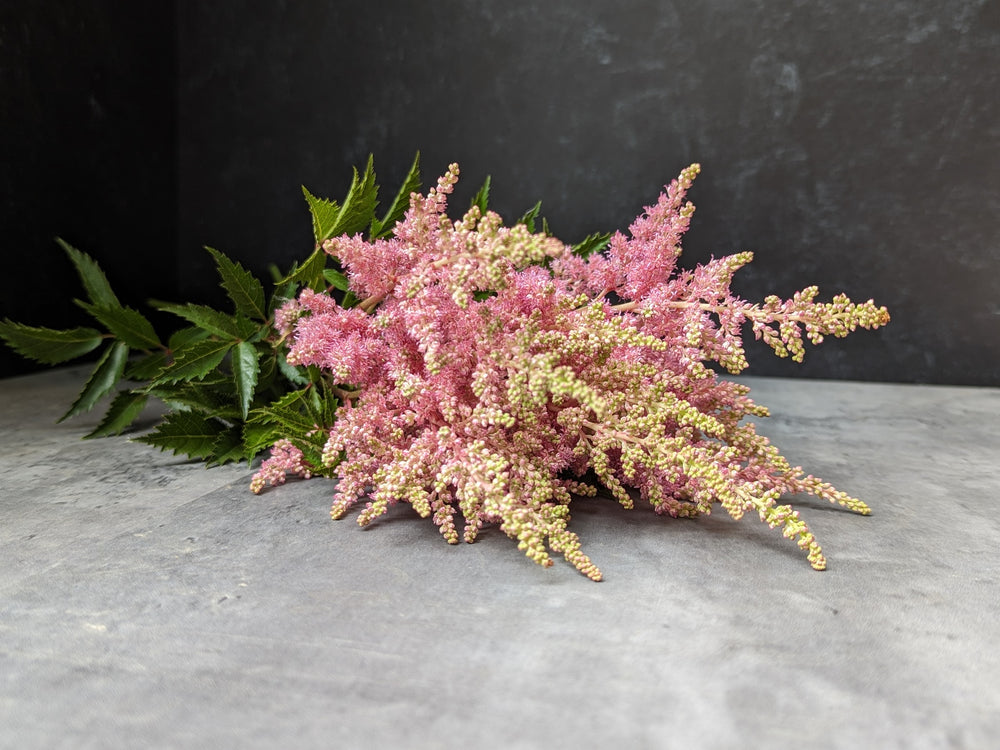 Astilbe-Pink