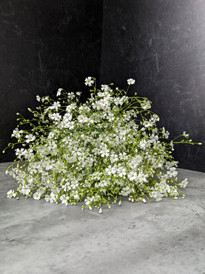 Gypsophila-White