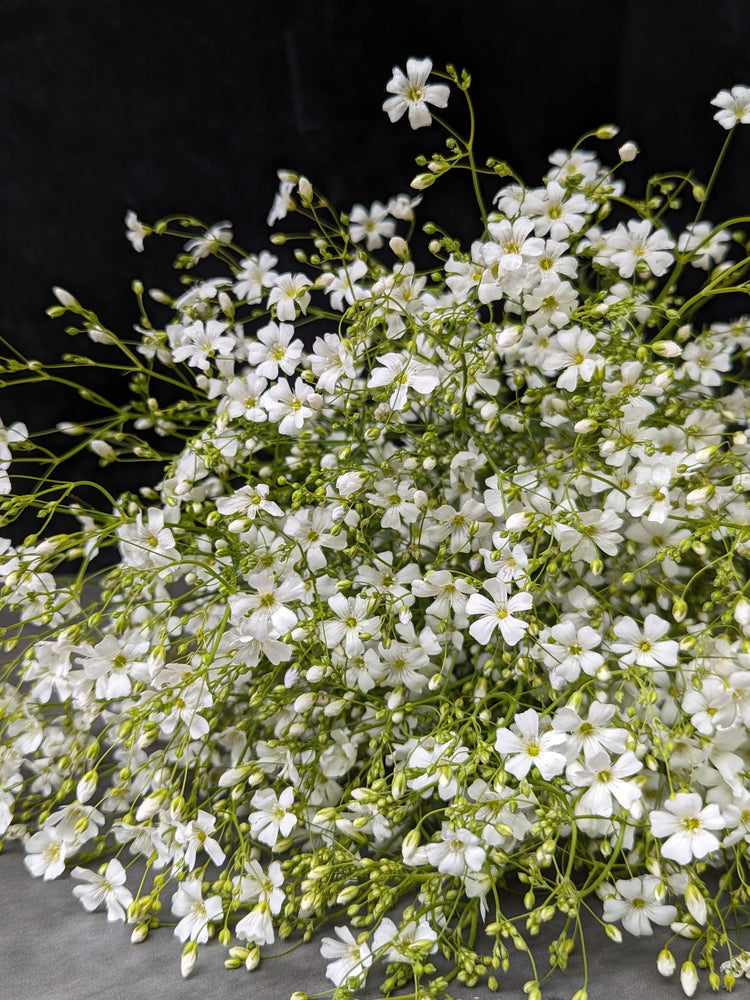 Gypsophila-White