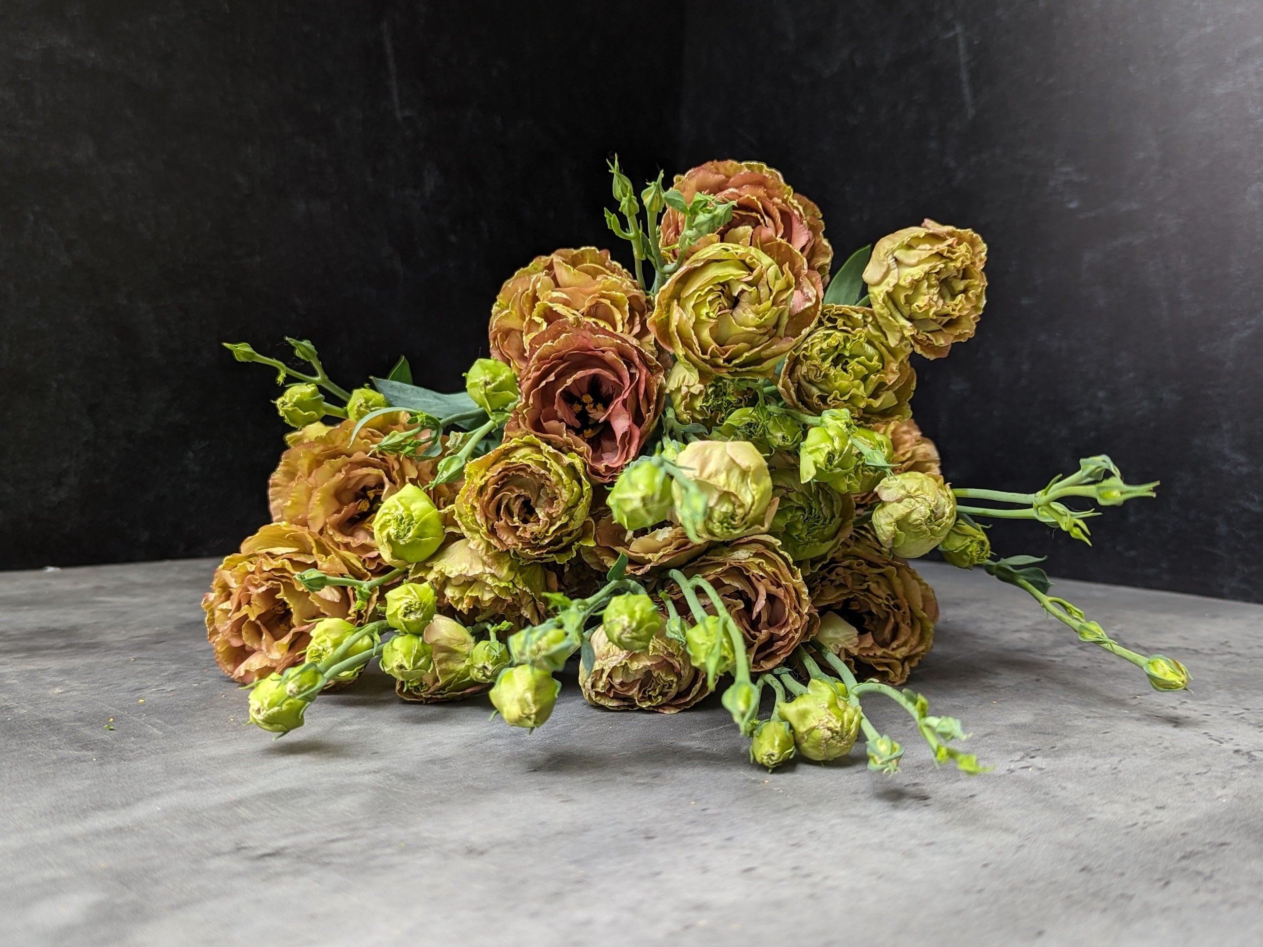 Lisianthus-Rosanne Terracotta