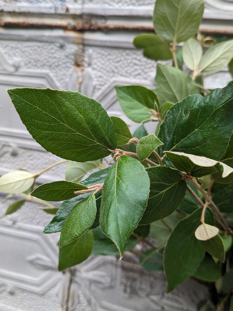 Viburnum Foliage-Juddii