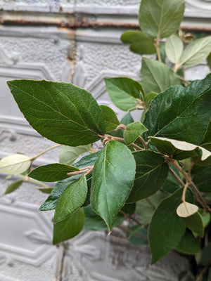 Viburnum Foliage-Juddii