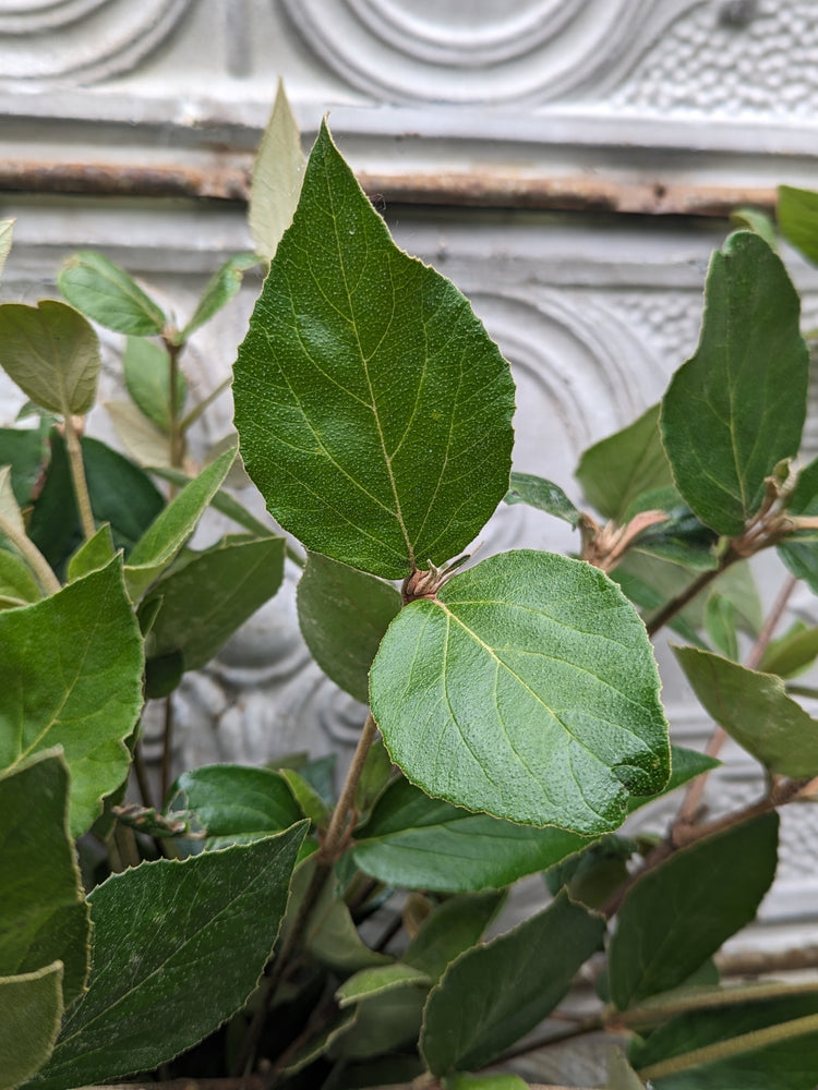 Viburnum Foliage-Juddii