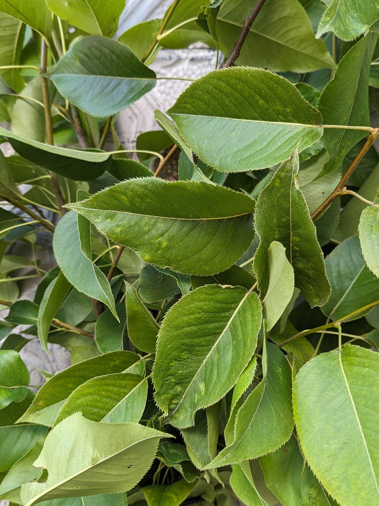 Pear Branch