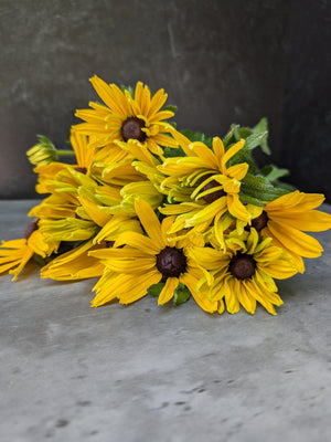 Rudbeckia-Yellow