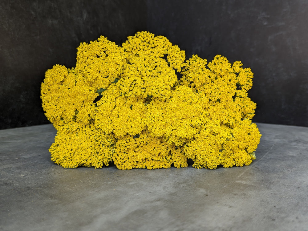 Yarrow-Gold