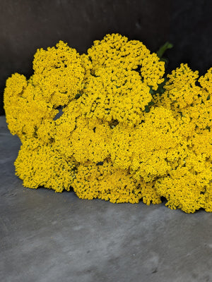 Yarrow-Gold