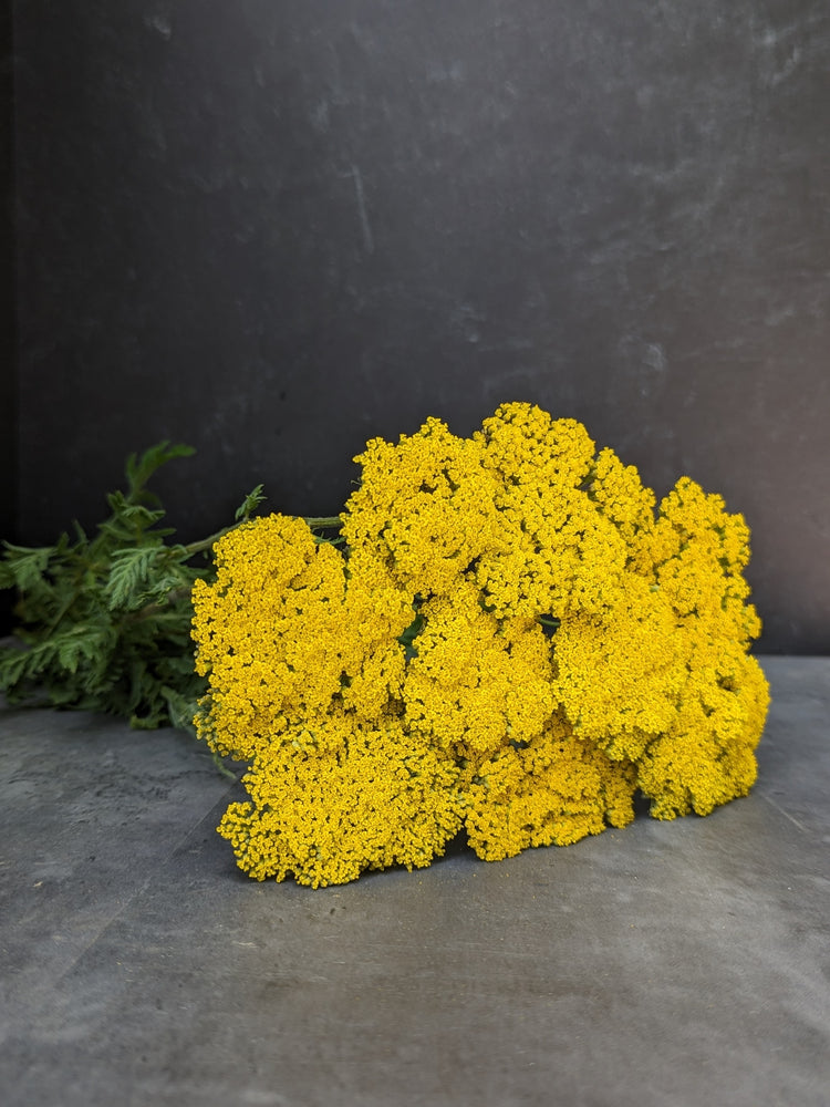 Yarrow-Gold