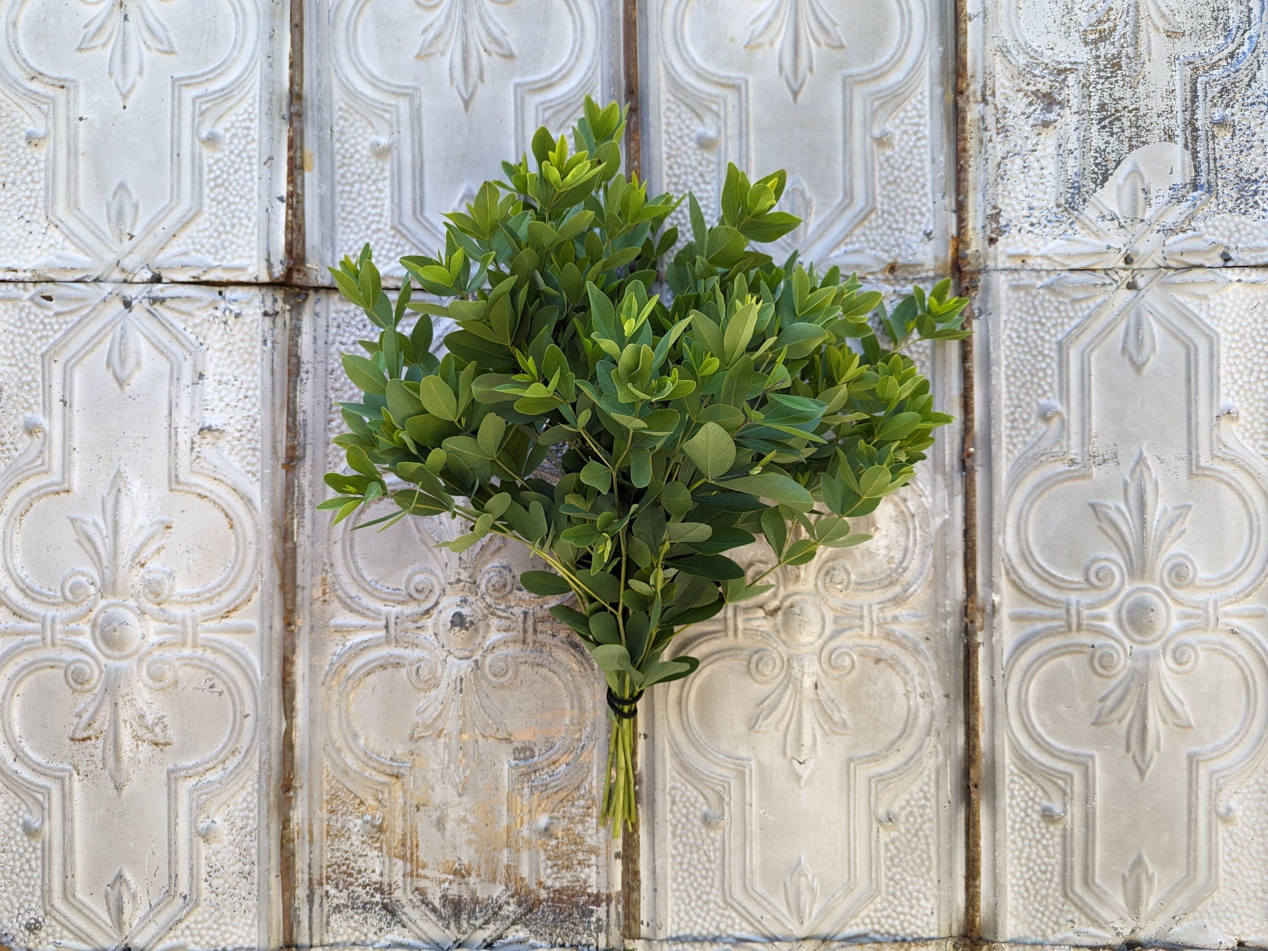 Baptisia Foliage