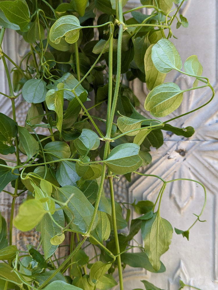 Clematis Foliage