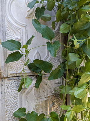 Clematis Foliage