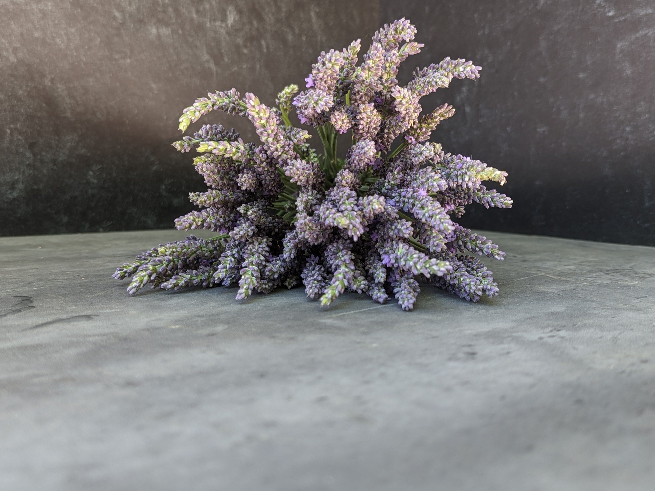 Lavender-French