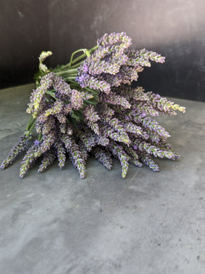 Lavender-Fresh