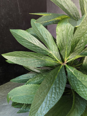 Hellebore Leaves