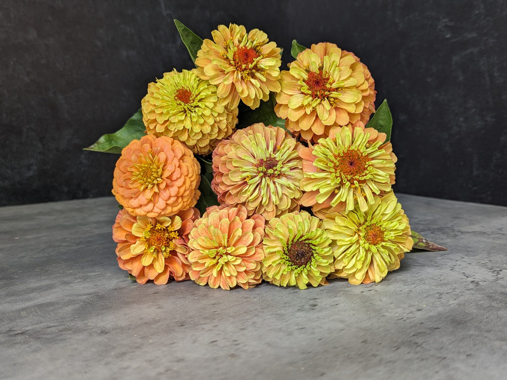 Zinnia-Queen Lime Orange