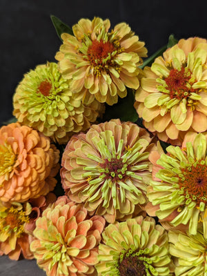 Zinnia-Queen Lime Orange