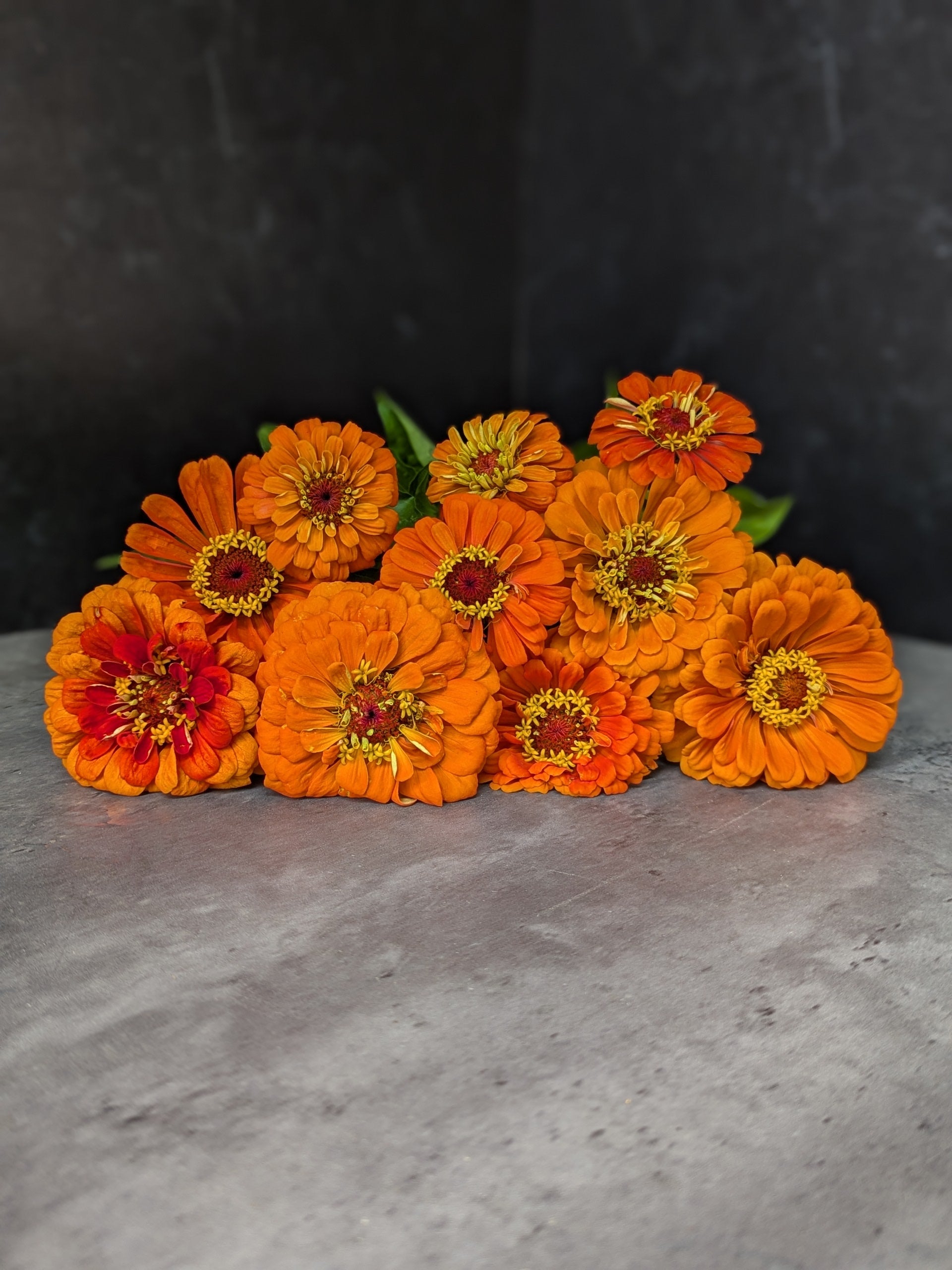 Zinnia-Orange