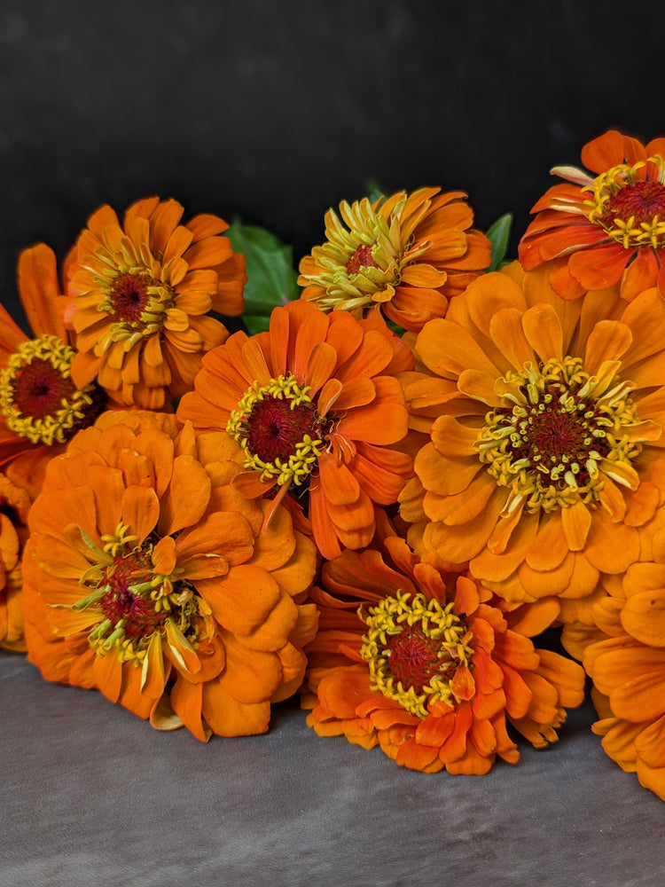 Zinnia-Orange