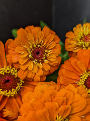 Zinnia-Orange