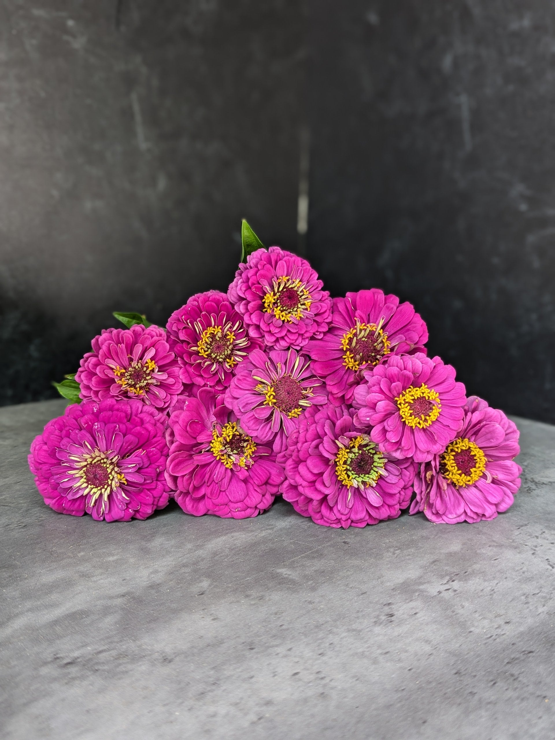 Zinnia-Purple