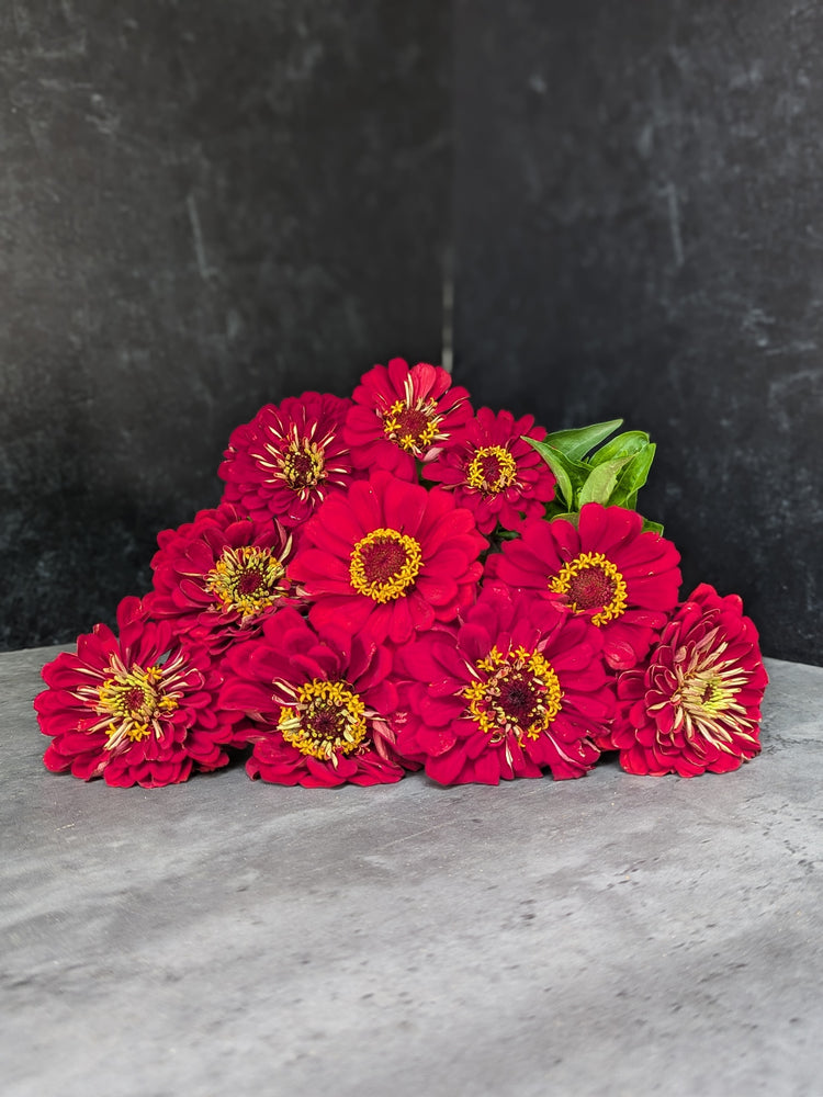 Zinnia-Red