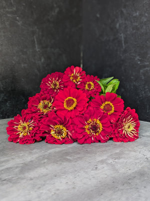 Zinnia-Red